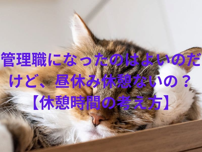 ねこが休憩している